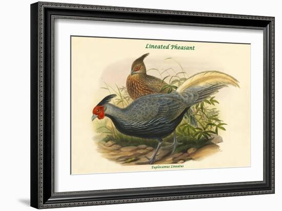 Euplocamus Lineatus - Lineated Pheasant-John Gould-Framed Art Print