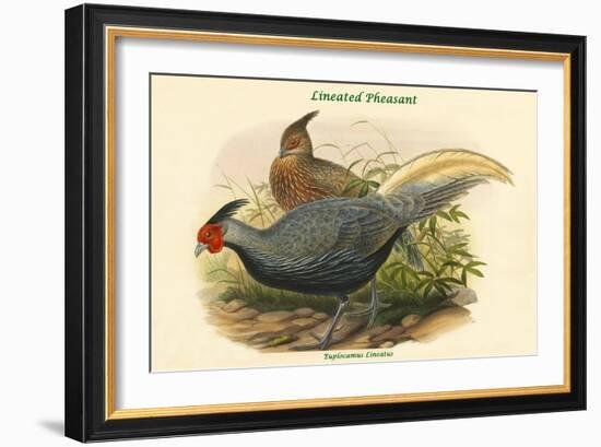 Euplocamus Lineatus - Lineated Pheasant-John Gould-Framed Art Print