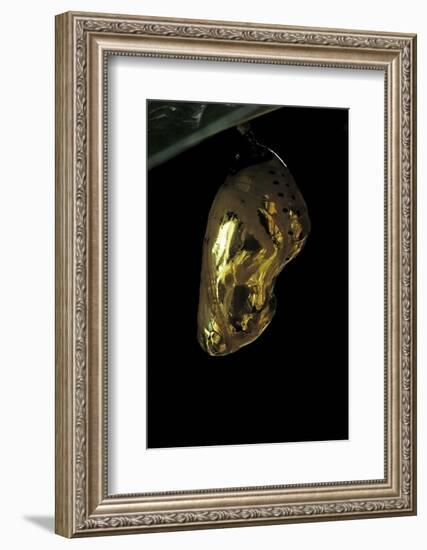 Euploea Crameri (Spotted Black Crow) - Pupa-Paul Starosta-Framed Photographic Print