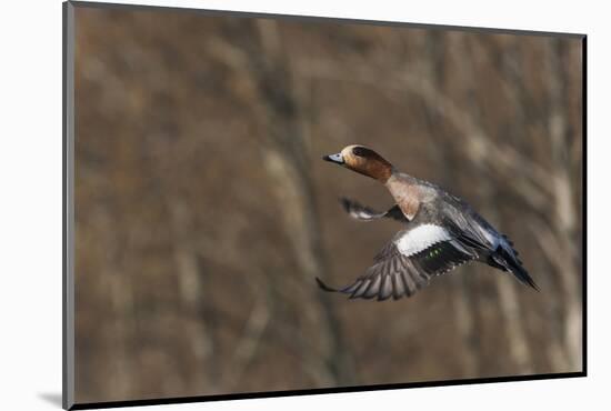 Eurasian American wigeon hybrid-Ken Archer-Mounted Photographic Print