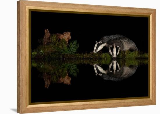 Eurasian badgers drinking at the edge of small pool, Scotland-Danny Green-Framed Premier Image Canvas