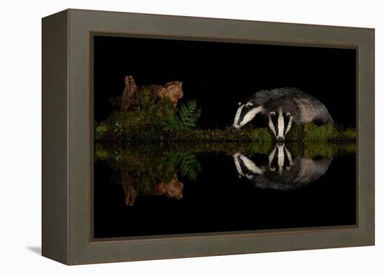 Eurasian badgers drinking at the edge of small pool, Scotland-Danny Green-Framed Premier Image Canvas