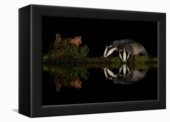 Eurasian badgers drinking at the edge of small pool, Scotland-Danny Green-Framed Premier Image Canvas