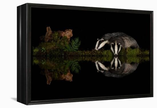 Eurasian badgers drinking at the edge of small pool, Scotland-Danny Green-Framed Premier Image Canvas