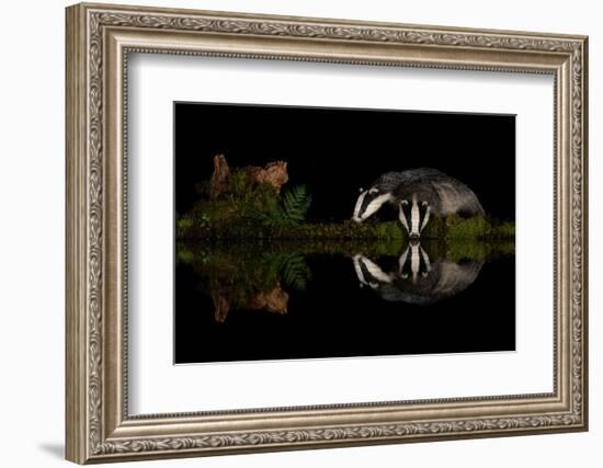 Eurasian badgers drinking at the edge of small pool, Scotland-Danny Green-Framed Photographic Print