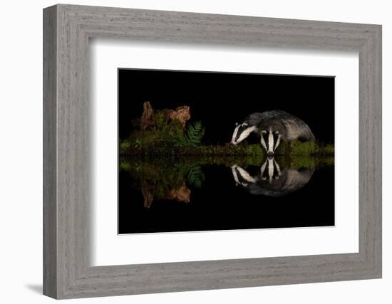 Eurasian badgers drinking at the edge of small pool, Scotland-Danny Green-Framed Photographic Print