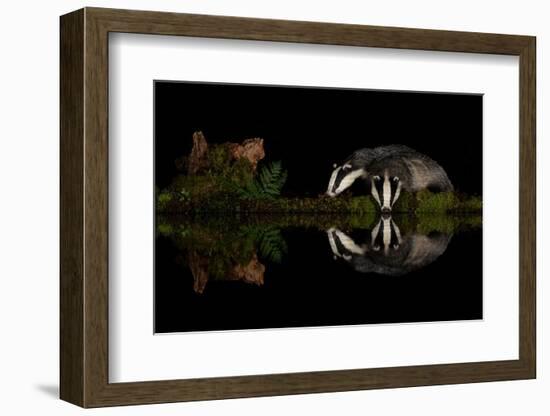 Eurasian badgers drinking at the edge of small pool, Scotland-Danny Green-Framed Photographic Print