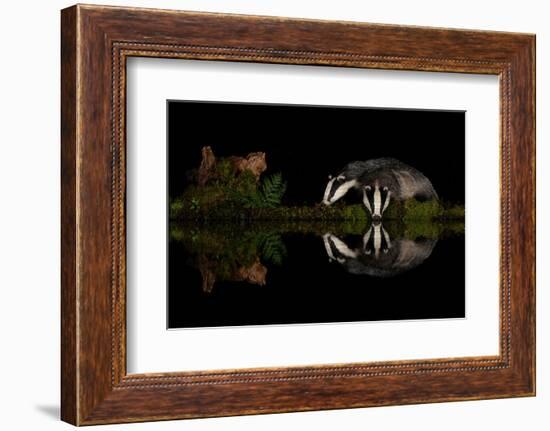 Eurasian badgers drinking at the edge of small pool, Scotland-Danny Green-Framed Photographic Print