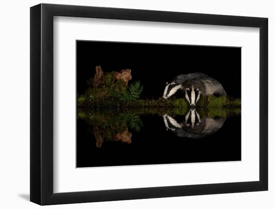 Eurasian badgers drinking at the edge of small pool, Scotland-Danny Green-Framed Photographic Print