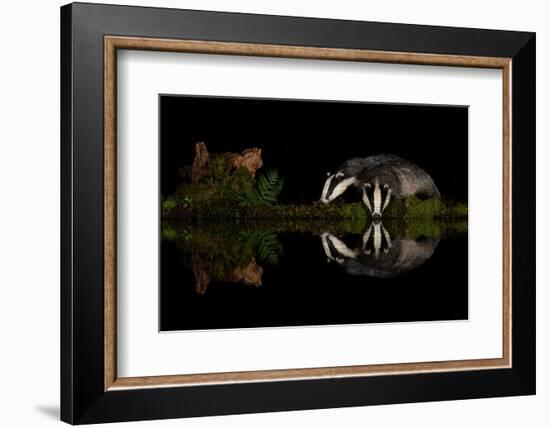 Eurasian badgers drinking at the edge of small pool, Scotland-Danny Green-Framed Photographic Print