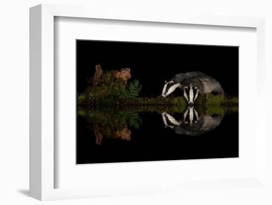 Eurasian badgers drinking at the edge of small pool, Scotland-Danny Green-Framed Photographic Print