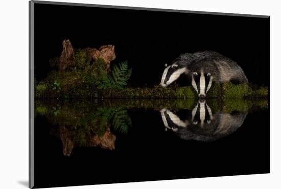 Eurasian badgers drinking at the edge of small pool, Scotland-Danny Green-Mounted Photographic Print