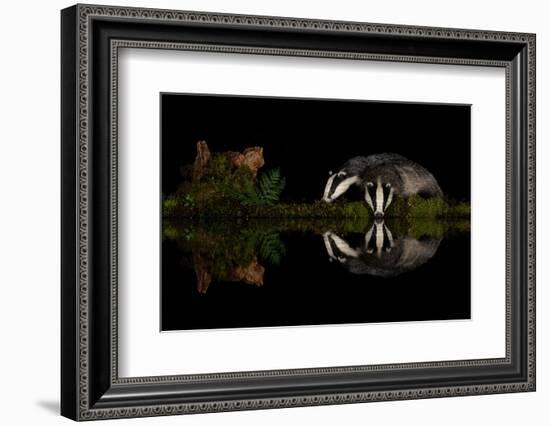 Eurasian badgers drinking at the edge of small pool, Scotland-Danny Green-Framed Photographic Print