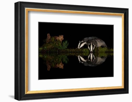 Eurasian badgers drinking at the edge of small pool, Scotland-Danny Green-Framed Photographic Print