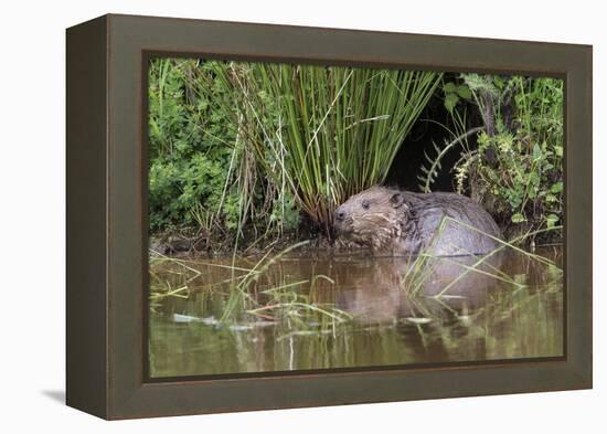 Eurasian Beaver (Castor Fiber), Captive in Breeding Programme, United Kingdom, Europe-Ann and Steve Toon-Framed Premier Image Canvas