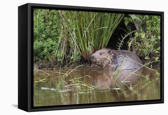 Eurasian Beaver (Castor Fiber), Captive in Breeding Programme, United Kingdom, Europe-Ann and Steve Toon-Framed Premier Image Canvas