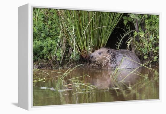 Eurasian Beaver (Castor Fiber), Captive in Breeding Programme, United Kingdom, Europe-Ann and Steve Toon-Framed Premier Image Canvas