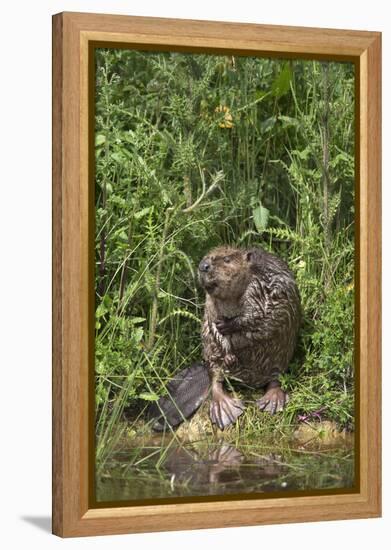 Eurasian Beaver (Castor Fiber), Captive in Breeding Programme, United Kingdom, Europe-Ann and Steve Toon-Framed Premier Image Canvas