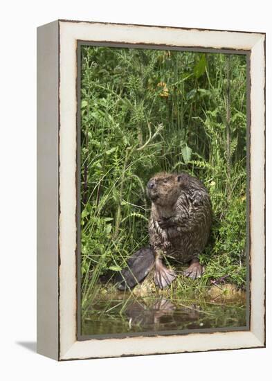 Eurasian Beaver (Castor Fiber), Captive in Breeding Programme, United Kingdom, Europe-Ann and Steve Toon-Framed Premier Image Canvas