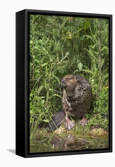 Eurasian Beaver (Castor Fiber), Captive in Breeding Programme, United Kingdom, Europe-Ann and Steve Toon-Framed Premier Image Canvas