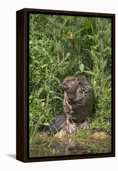 Eurasian Beaver (Castor Fiber), Captive in Breeding Programme, United Kingdom, Europe-Ann and Steve Toon-Framed Premier Image Canvas