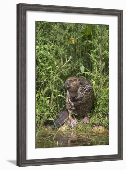 Eurasian Beaver (Castor Fiber), Captive in Breeding Programme, United Kingdom, Europe-Ann and Steve Toon-Framed Photographic Print