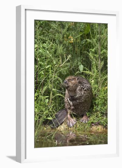 Eurasian Beaver (Castor Fiber), Captive in Breeding Programme, United Kingdom, Europe-Ann and Steve Toon-Framed Photographic Print