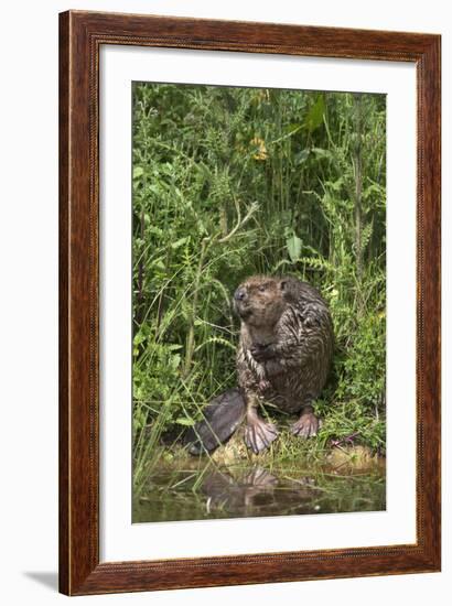 Eurasian Beaver (Castor Fiber), Captive in Breeding Programme, United Kingdom, Europe-Ann and Steve Toon-Framed Photographic Print