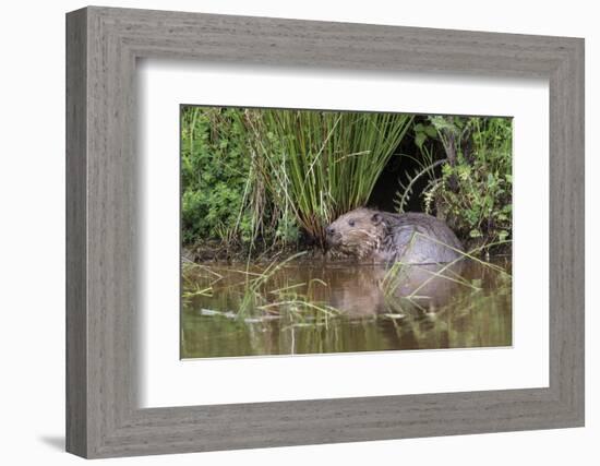 Eurasian Beaver (Castor Fiber), Captive in Breeding Programme, United Kingdom, Europe-Ann and Steve Toon-Framed Photographic Print