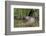 Eurasian Beaver (Castor Fiber), Captive in Breeding Programme, United Kingdom, Europe-Ann and Steve Toon-Framed Photographic Print