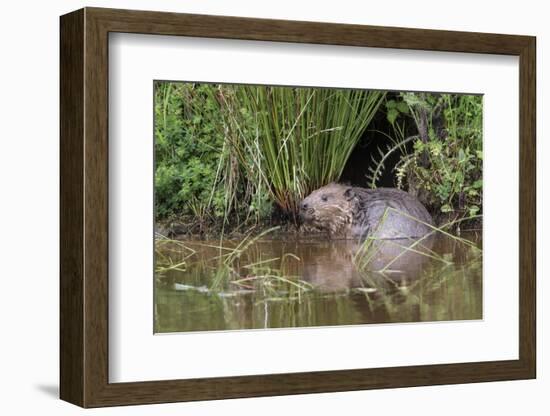 Eurasian Beaver (Castor Fiber), Captive in Breeding Programme, United Kingdom, Europe-Ann and Steve Toon-Framed Photographic Print