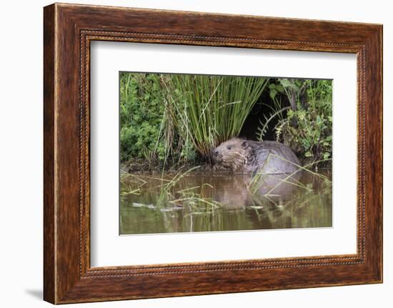 Eurasian Beaver (Castor Fiber), Captive in Breeding Programme, United Kingdom, Europe-Ann and Steve Toon-Framed Photographic Print