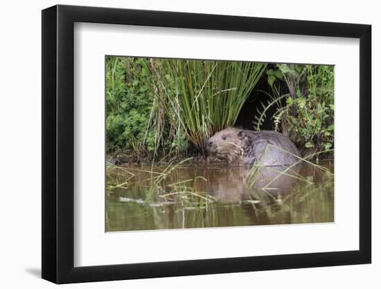 Eurasian Beaver (Castor Fiber), Captive in Breeding Programme, United Kingdom, Europe-Ann and Steve Toon-Framed Photographic Print