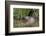 Eurasian Beaver (Castor Fiber), Captive in Breeding Programme, United Kingdom, Europe-Ann and Steve Toon-Framed Photographic Print