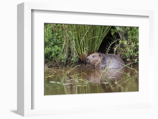 Eurasian Beaver (Castor Fiber), Captive in Breeding Programme, United Kingdom, Europe-Ann and Steve Toon-Framed Photographic Print