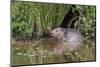 Eurasian Beaver (Castor Fiber), Captive in Breeding Programme, United Kingdom, Europe-Ann and Steve Toon-Mounted Photographic Print