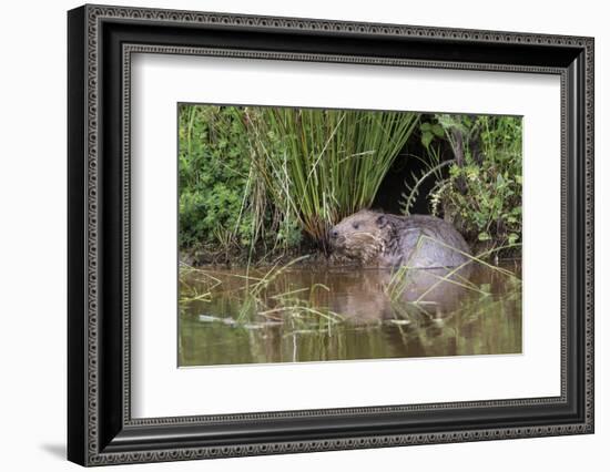 Eurasian Beaver (Castor Fiber), Captive in Breeding Programme, United Kingdom, Europe-Ann and Steve Toon-Framed Photographic Print