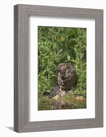 Eurasian Beaver (Castor Fiber), Captive in Breeding Programme, United Kingdom, Europe-Ann and Steve Toon-Framed Photographic Print