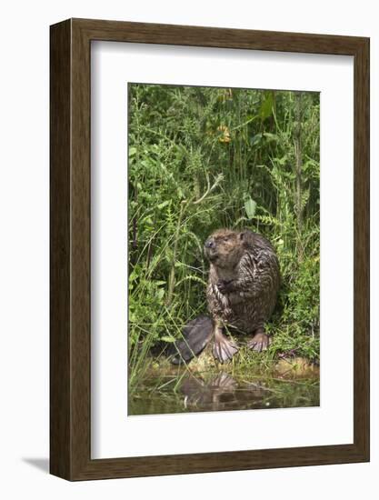 Eurasian Beaver (Castor Fiber), Captive in Breeding Programme, United Kingdom, Europe-Ann and Steve Toon-Framed Photographic Print