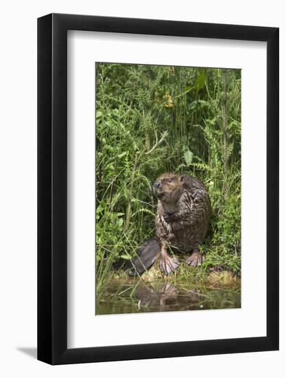 Eurasian Beaver (Castor Fiber), Captive in Breeding Programme, United Kingdom, Europe-Ann and Steve Toon-Framed Photographic Print