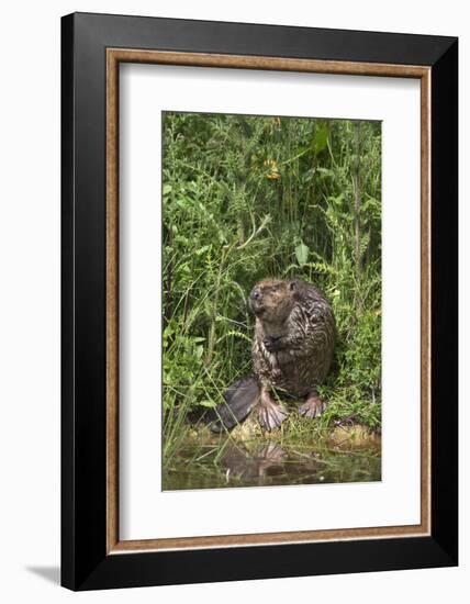 Eurasian Beaver (Castor Fiber), Captive in Breeding Programme, United Kingdom, Europe-Ann and Steve Toon-Framed Photographic Print