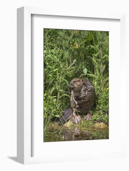 Eurasian Beaver (Castor Fiber), Captive in Breeding Programme, United Kingdom, Europe-Ann and Steve Toon-Framed Photographic Print