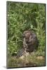 Eurasian Beaver (Castor Fiber), Captive in Breeding Programme, United Kingdom, Europe-Ann and Steve Toon-Mounted Photographic Print