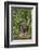 Eurasian Beaver (Castor Fiber), Captive in Breeding Programme, United Kingdom, Europe-Ann and Steve Toon-Framed Photographic Print