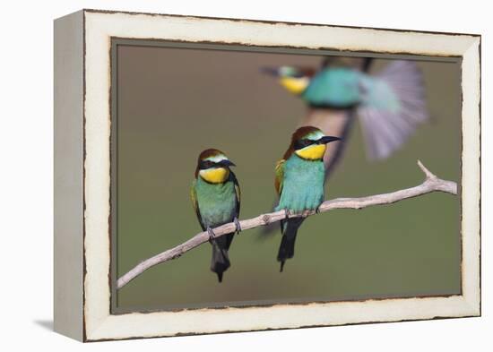 Eurasian Bee Eater - Duet-Staffan Widstrand-Framed Stretched Canvas