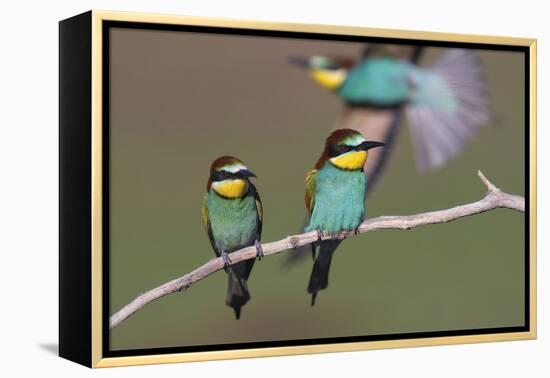 Eurasian Bee Eater - Duet-Staffan Widstrand-Framed Stretched Canvas