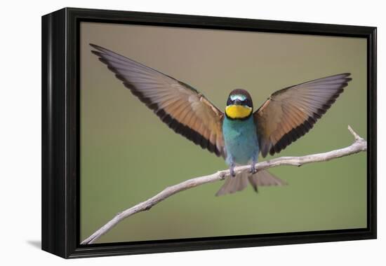 Eurasian Bee Eater - Solo-Staffan Widstrand-Framed Stretched Canvas