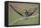 Eurasian Bee Eater - Solo-Staffan Widstrand-Framed Stretched Canvas