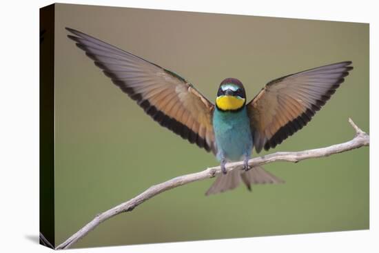 Eurasian Bee Eater - Solo-Staffan Widstrand-Framed Stretched Canvas