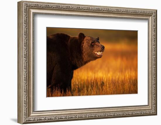 Eurasian brown bear, Kuikka, Kainuu, Finland-Staffan Widstrand-Framed Photographic Print